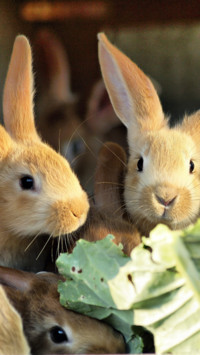 Rabbit (8)