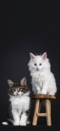 猫咪写真壁纸-锐景创意