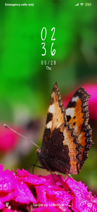 Butterfly on flower_3MDP