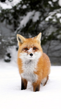 The largest number of foxes 38