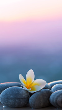 芬芳馥郁鸡蛋花