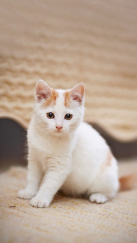 White with red a kitten