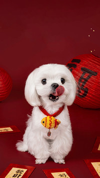 萌犬报春禧