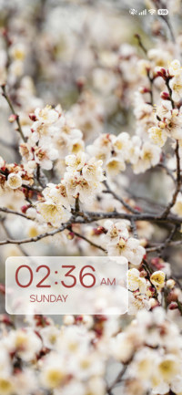 White Flowers
