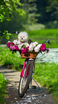 Good scenery in spring-13