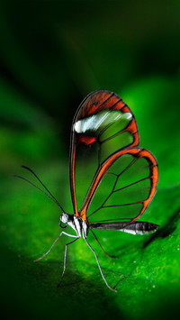 Spring flowers and butterflies