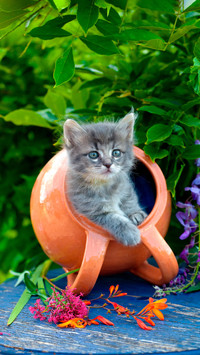What does a two month old kitten eat
