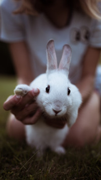 Rabbit
