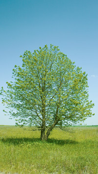 Green grass and trees