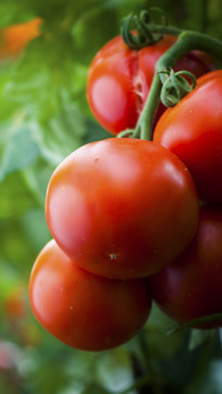 Vegetable Tomatoes