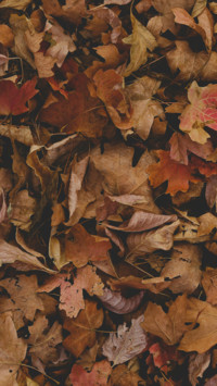 fallen leaves
