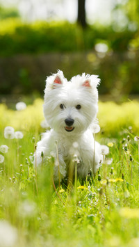 Suitable for domestic pet dogs 75