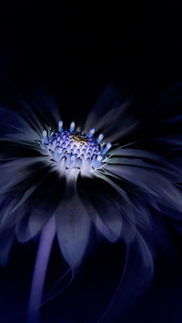 Beautiful gerberas