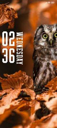 Grey Owl