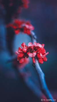 LovePik_Plant (6)