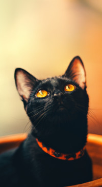 Cute Animals (30)
