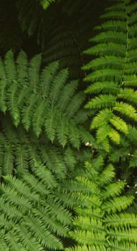Nature HD - 2020-06-02T123714.272