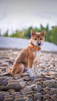 Dog331