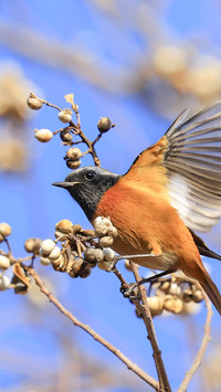 The little bird is busy pecking fruit on the branch.0