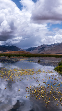 Highland water flower