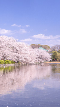 开满樱花的上野公园