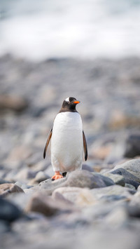 Gentoo penguin stands on rocks