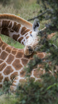 Sleeping Giraffe