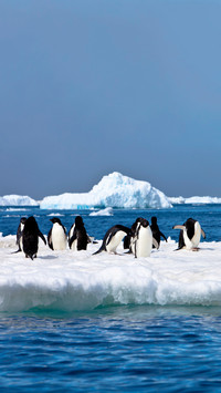Penguins are executed