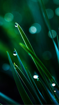 The morning dew reflects on the green grass