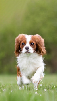 Dog276