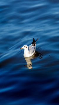 One seagull float on ripple in the sea