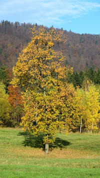 112894_1440x2560.jpg