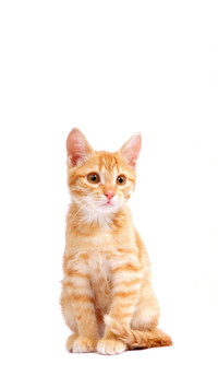 What cats are most suitable for domestication
