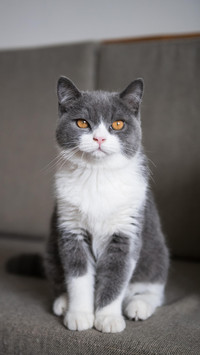 猫咪舔头发行为揭秘