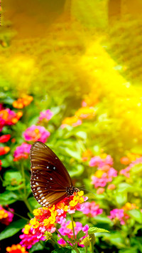 The Beauty of Nature