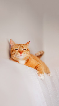 Angry ginger cat looking at the camera