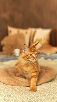 Red cat Maine Coon 5 month old that has woken up