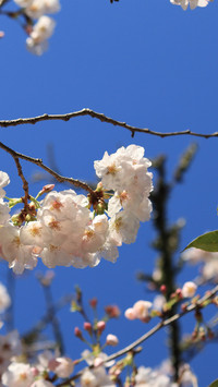 Blue sky and cherry blossoms