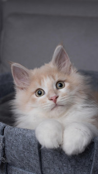 丰富猫咪的生活环境