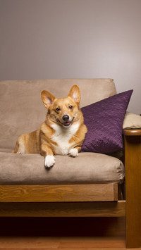 Dogs cannot do without your performance 0