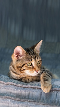 By a cat scratch what should I do