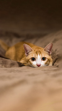 The cute cat is orange color watching something alertly