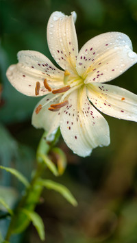 百合花芳香四溢