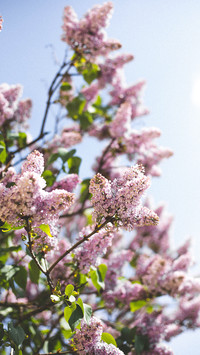 OGQ_plant (3)