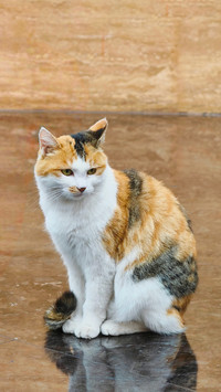 Why is sanhua the top star in the cat world