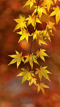 Autumn in Poetry 4