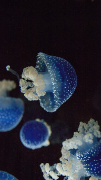 Luminous jellyfish-08