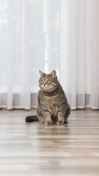 猫咪为什么害怕黄瓜