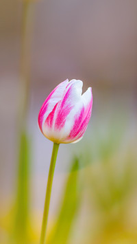 A close up of pretty tulip flowers