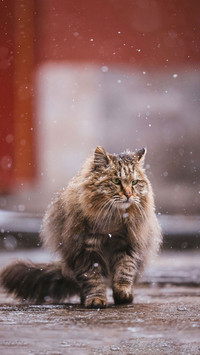 学会像猫一样自洽